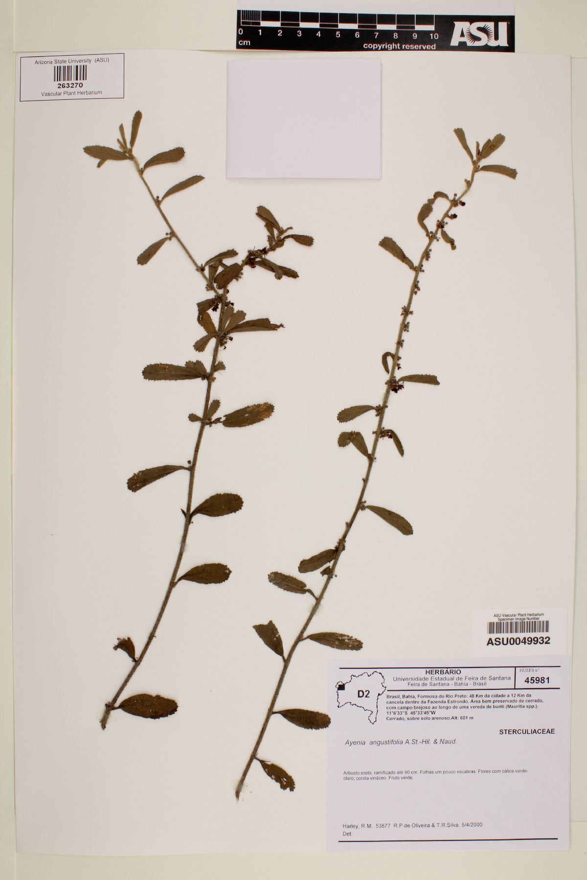 Ayenia angustifolia image