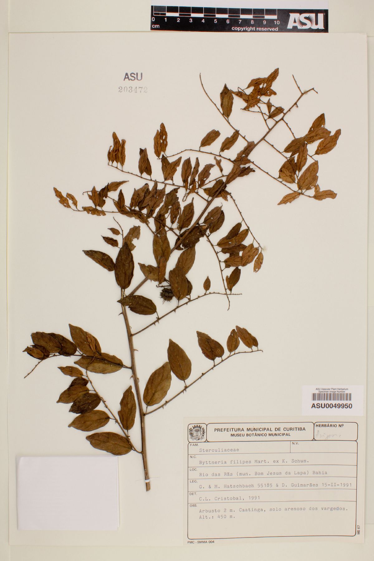 Byttneria filipes image