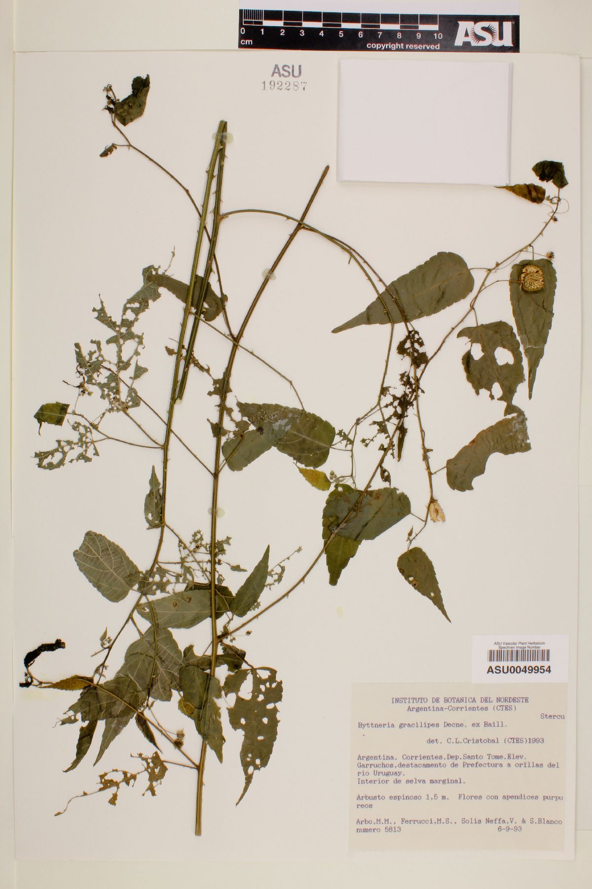 Byttneria gracilipes image