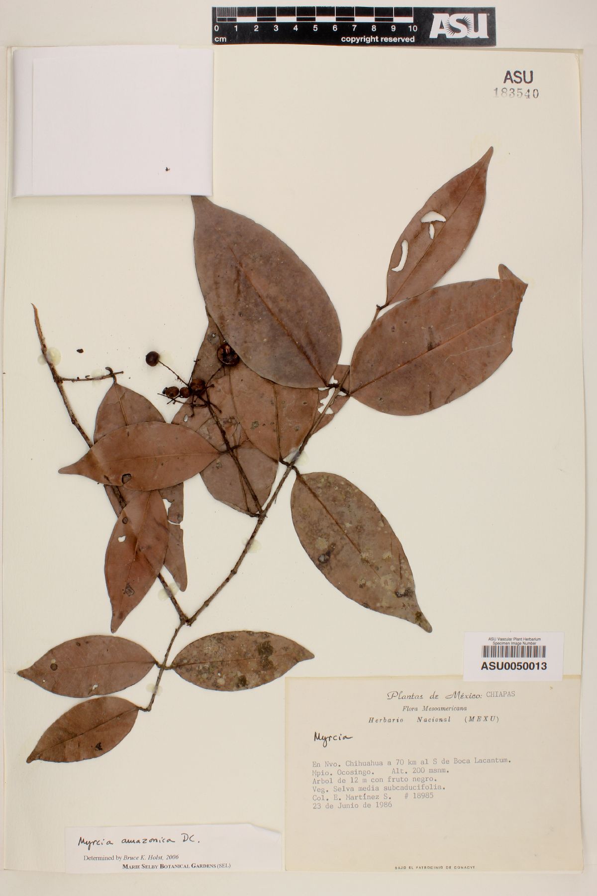 Myrcia amazonica image