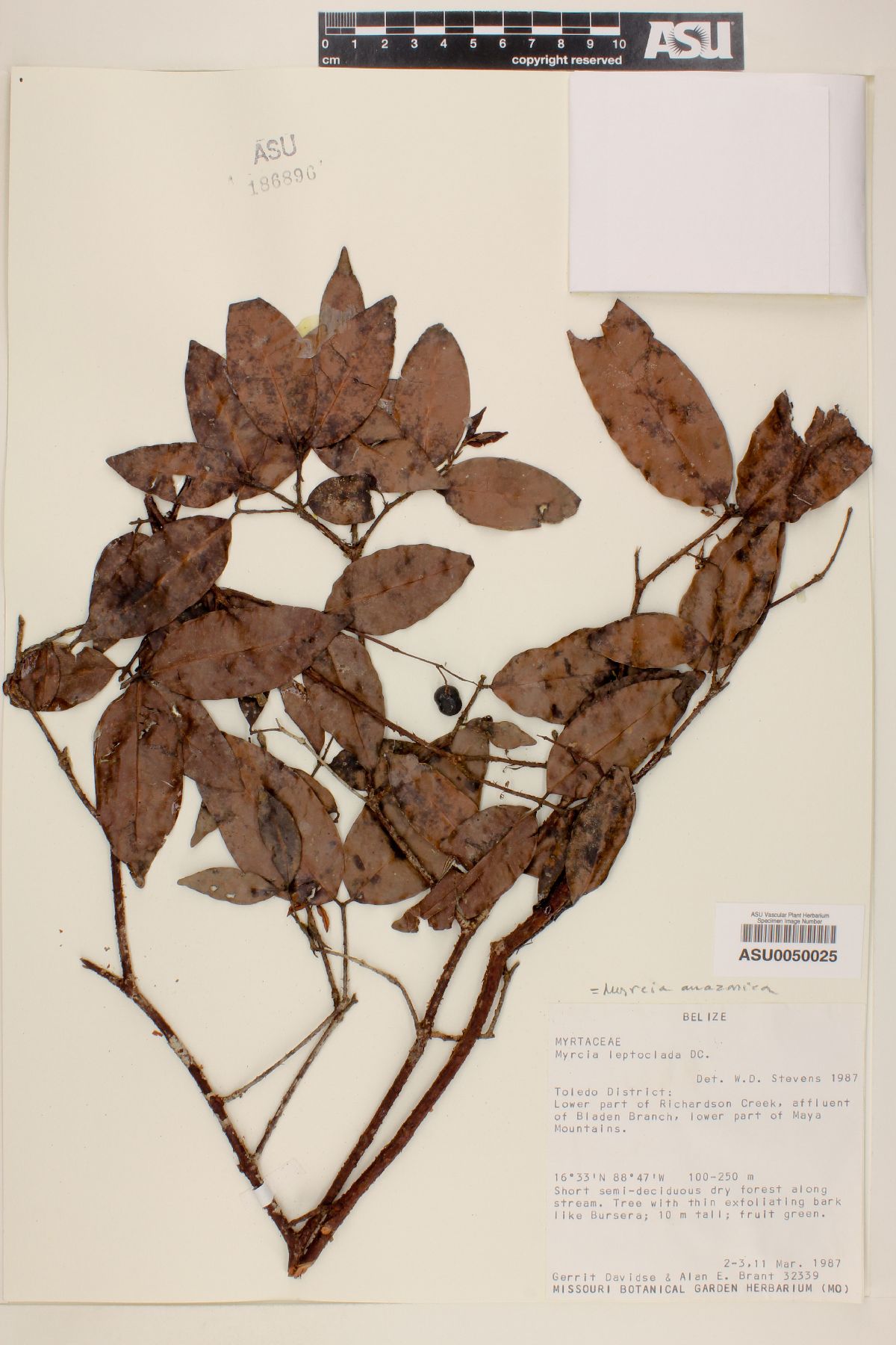 Myrcia amazonica image