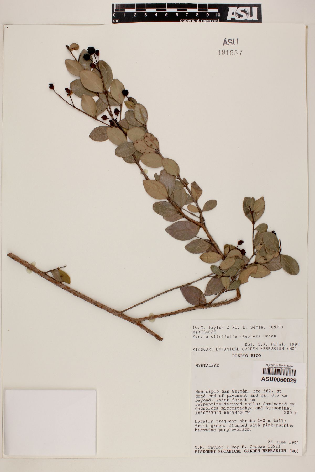 Myrcia citrifolia image