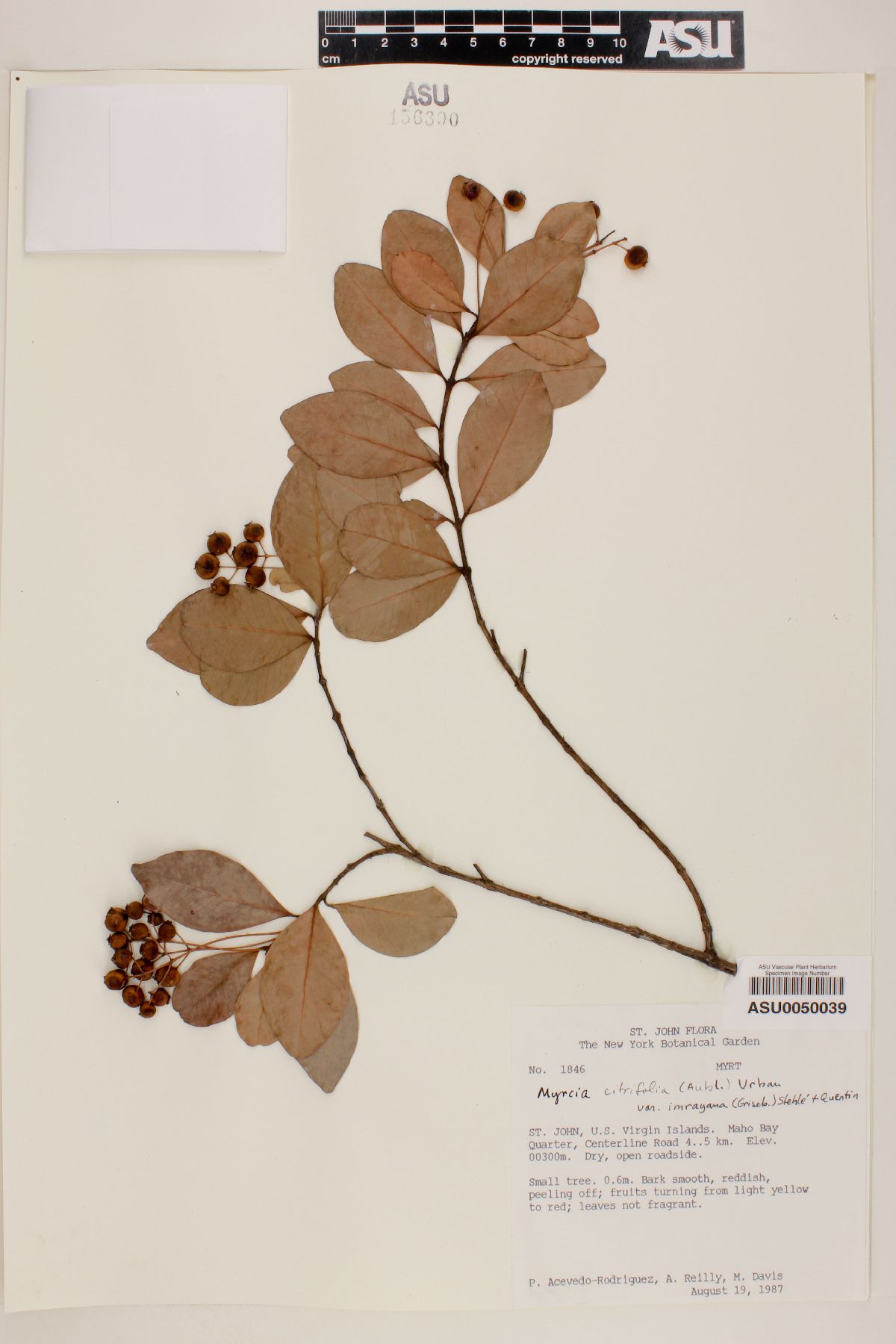 Myrcia citrifolia var. imrayana image