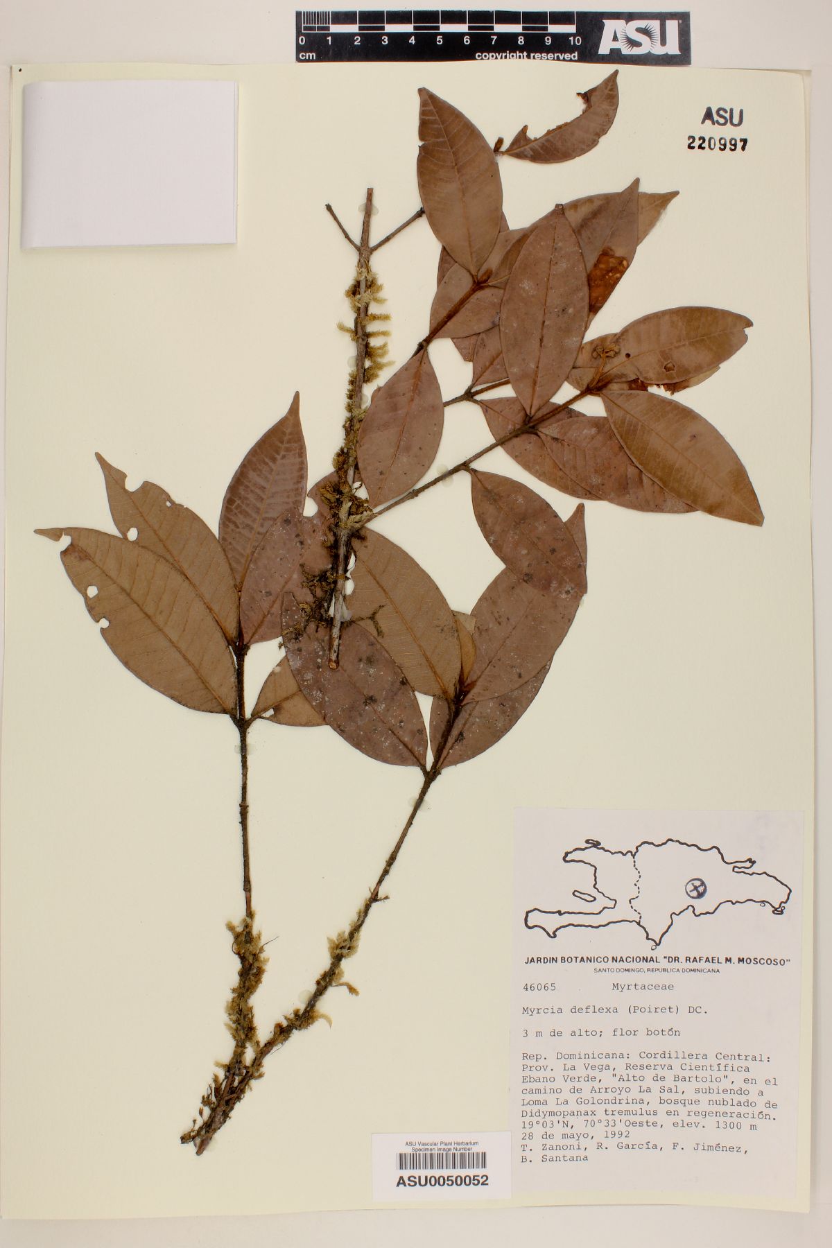 Myrcia deflexa image