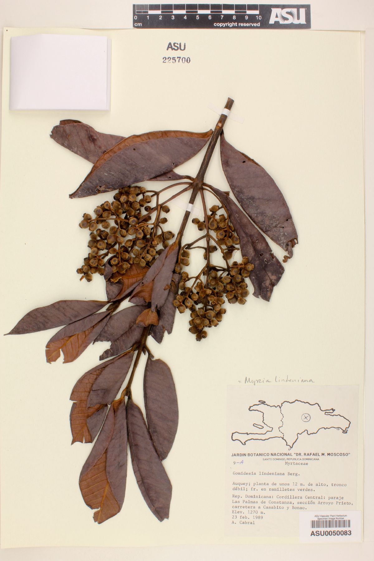 Myrcia lindeniana image