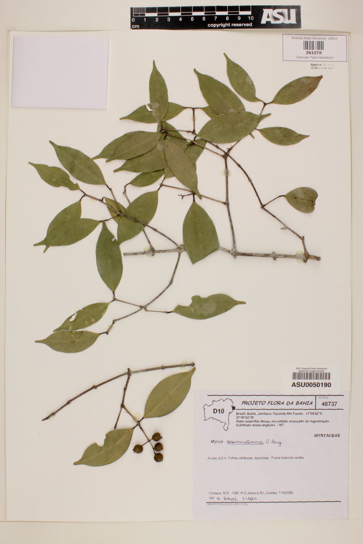 Myrcia acuminatissima image