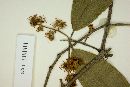 Myrcia racemosa image
