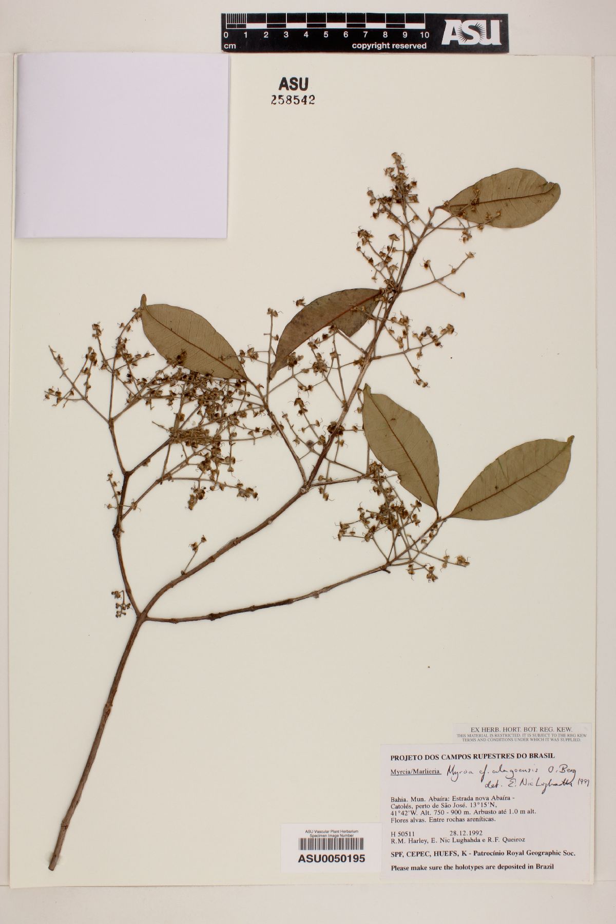 Myrcia alagoensis image