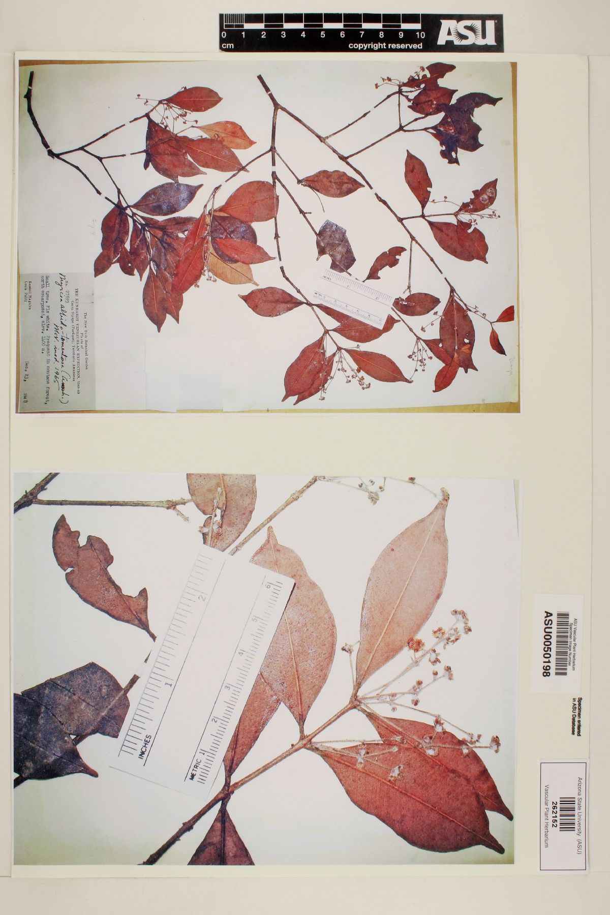 Myrcia albidotomentosa image