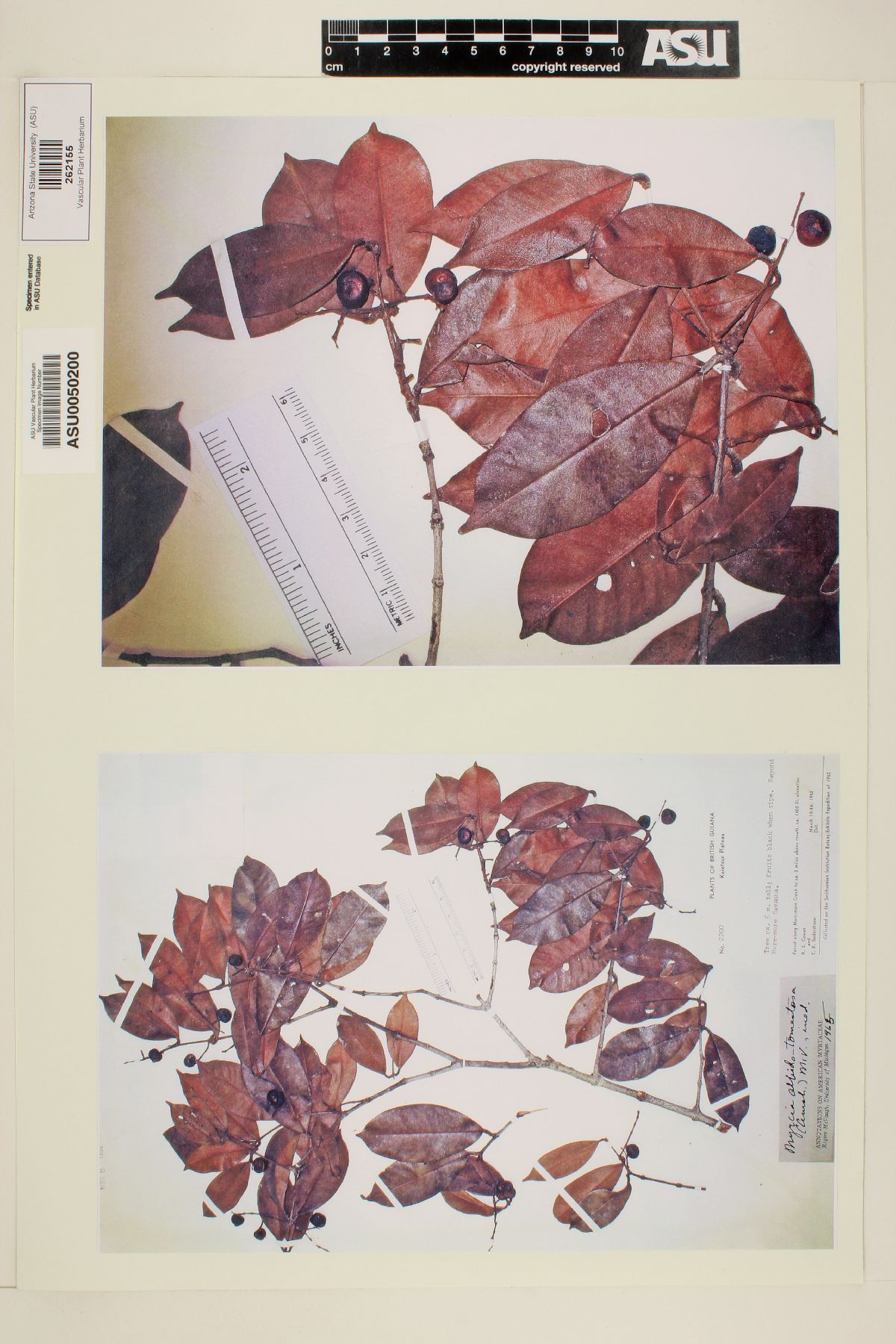 Myrcia albidotomentosa image
