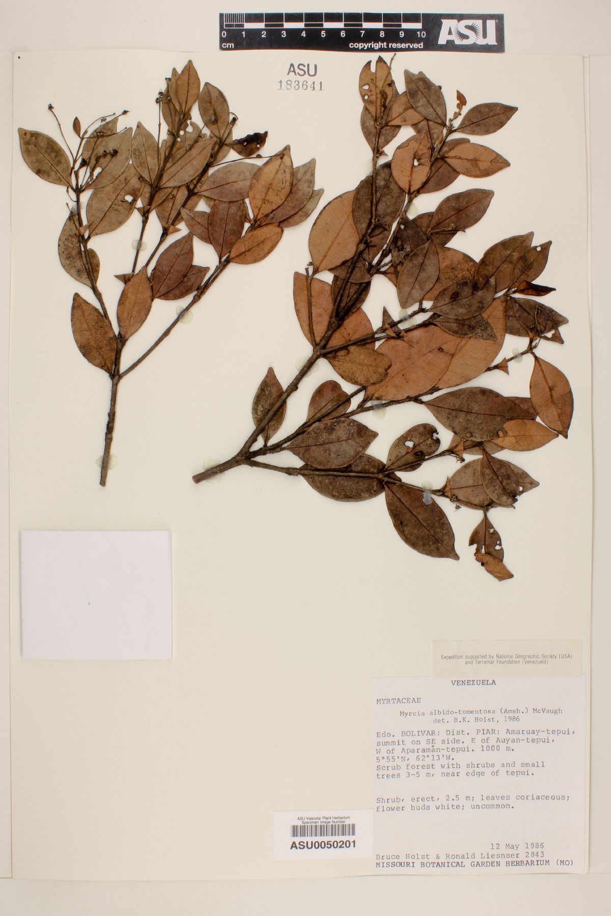 Myrcia albo-tomentosa image