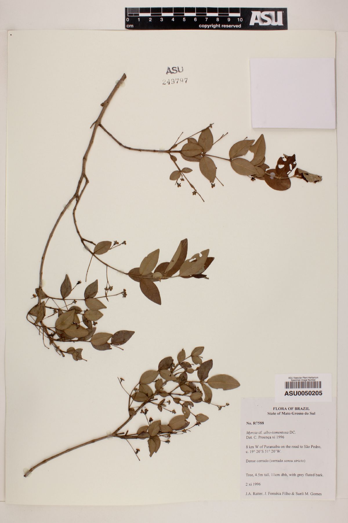 Myrcia albo-tomentosa image