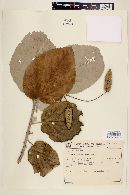 Helicteres baruensis image