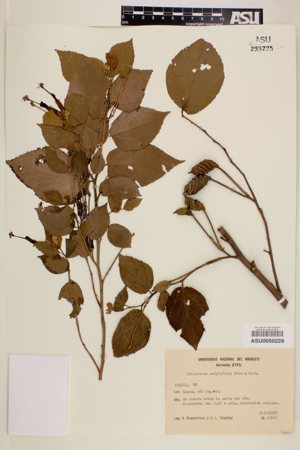 Helicteres corylifolia image