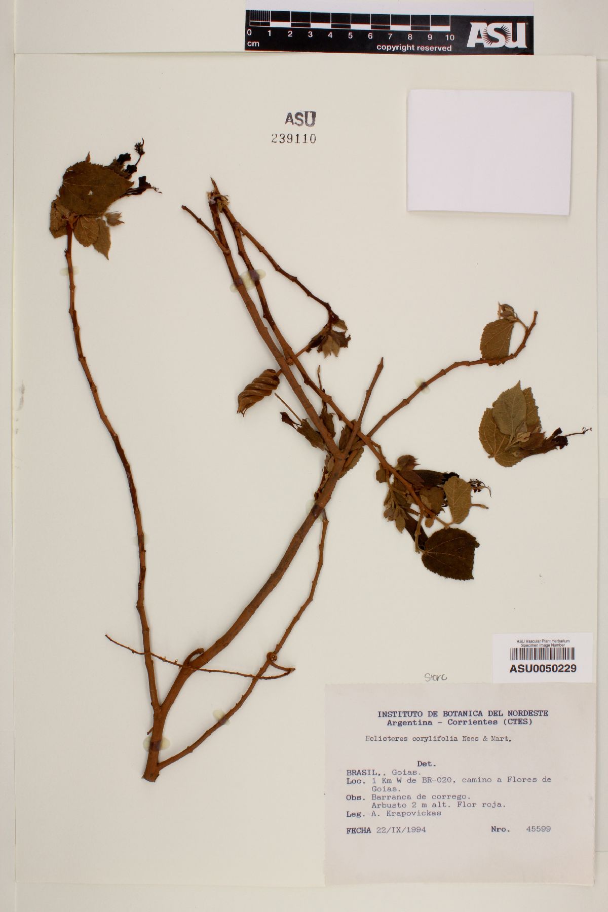 Helicteres corylifolia image