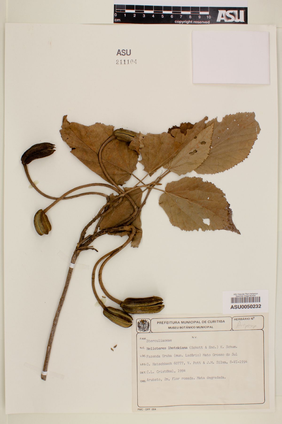 Helicteres lhotzkyana image
