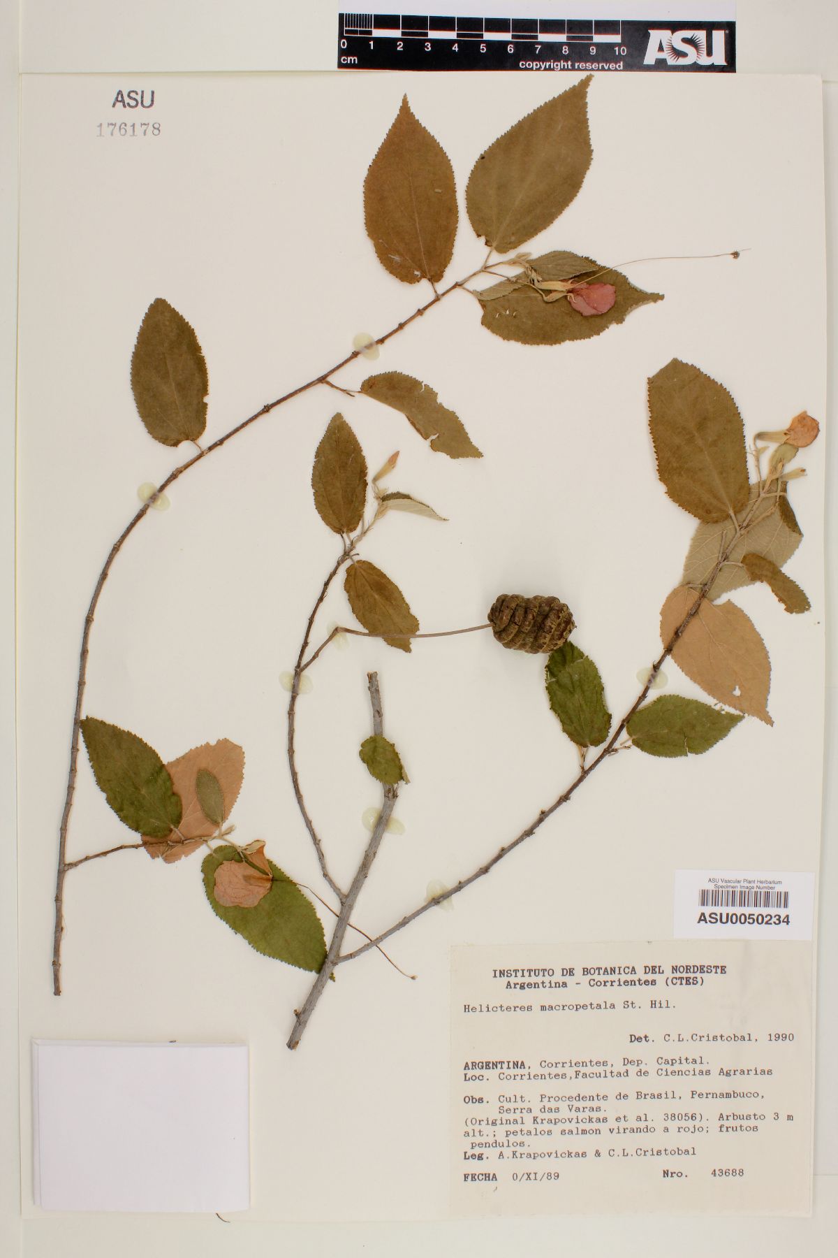 Helicteres macropetala image