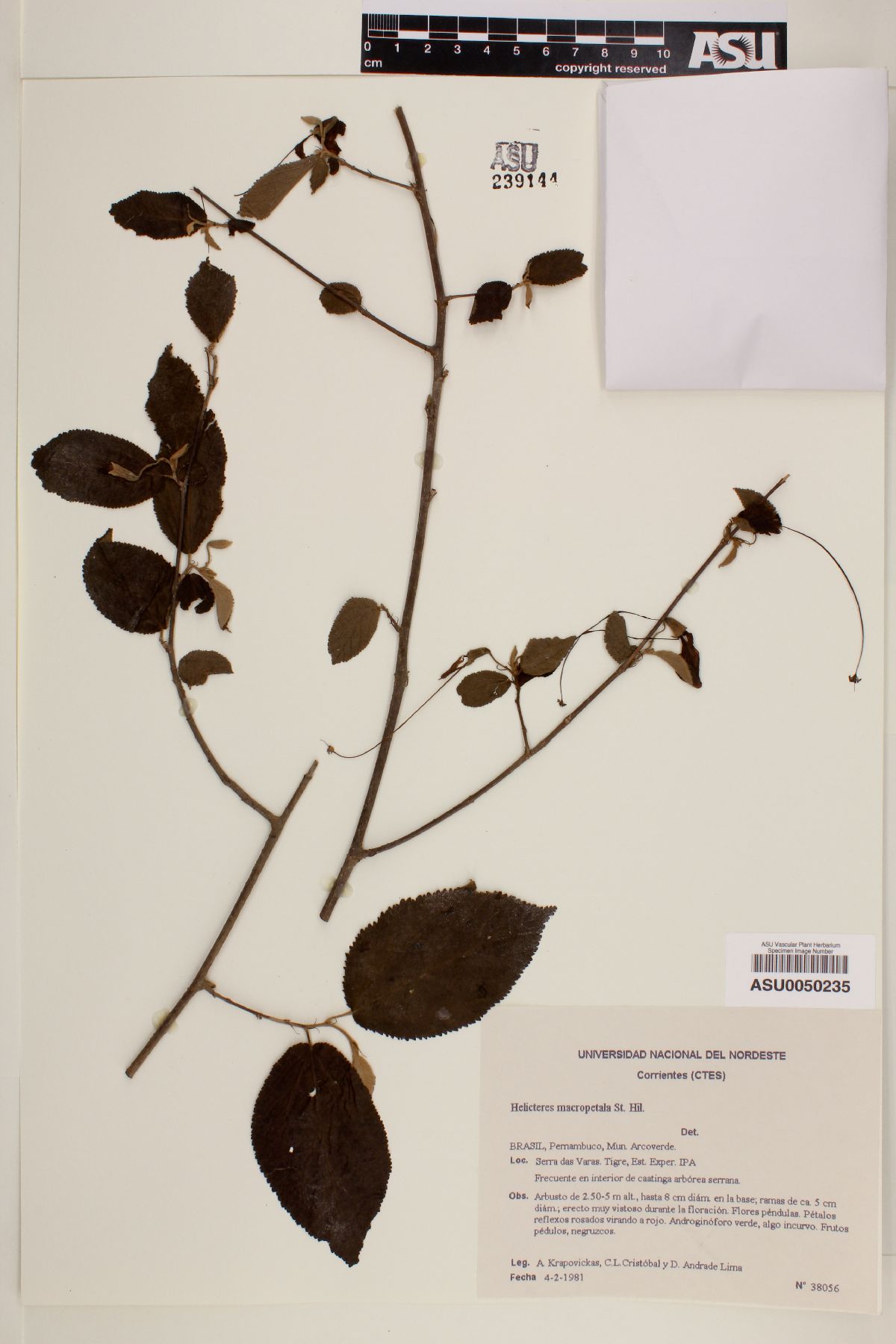 Helicteres macropetala image
