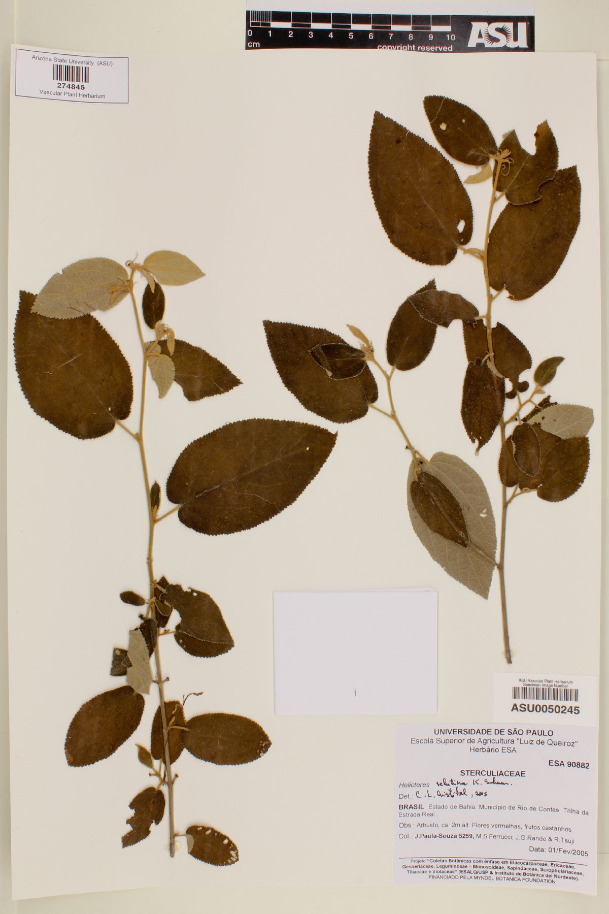 Helicteres velutina image