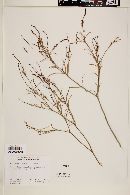 Stillingia linearifolia image