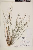 Stillingia linearifolia image