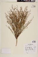 Stillingia linearifolia image