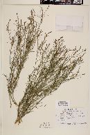 Stillingia linearifolia image