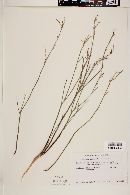 Stillingia linearifolia image