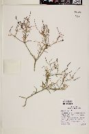 Stillingia linearifolia image