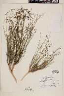 Stillingia linearifolia image