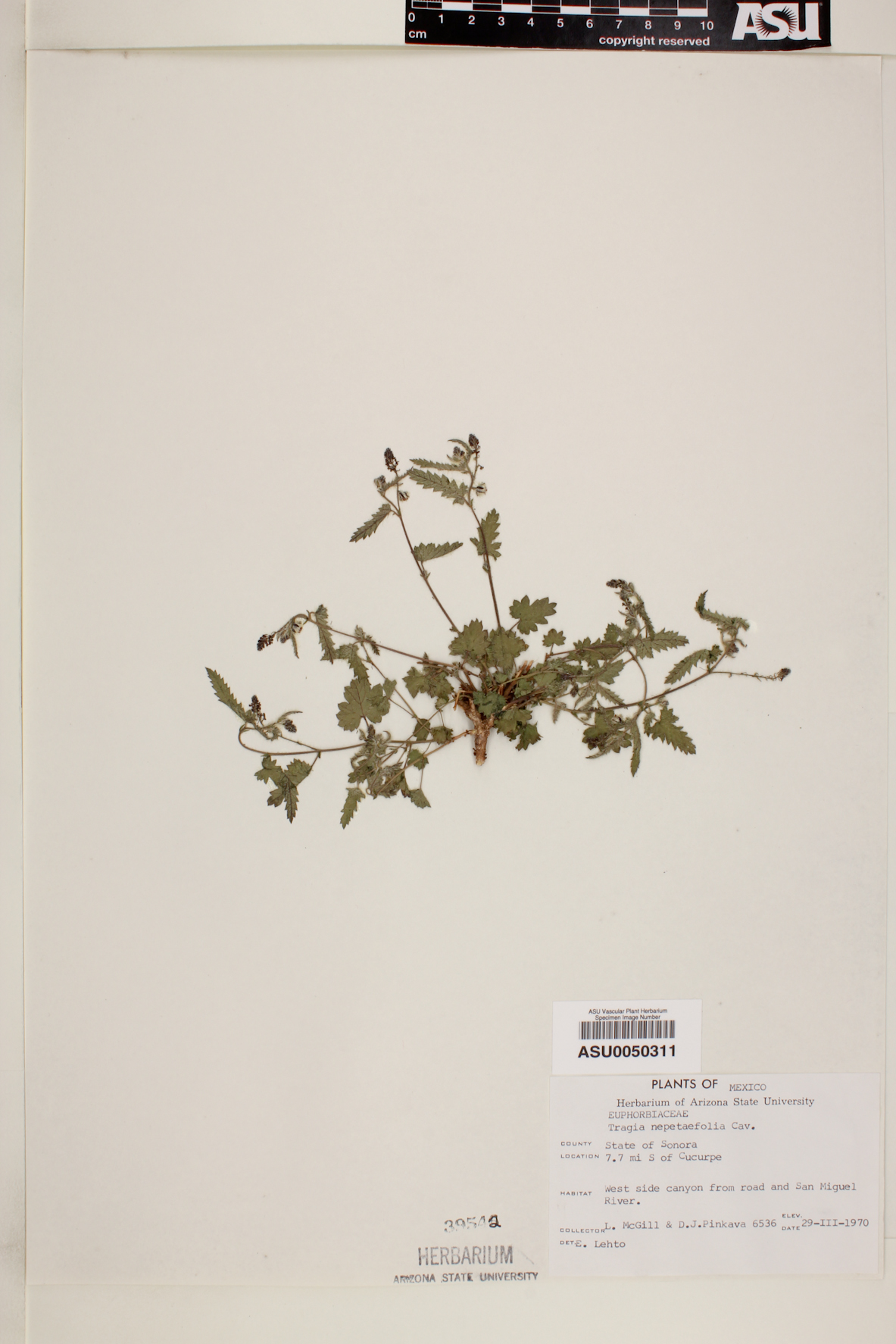 Tragia nepetaefolia image