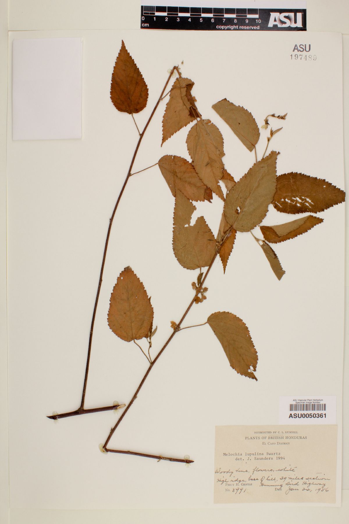 Melochia lupulina image