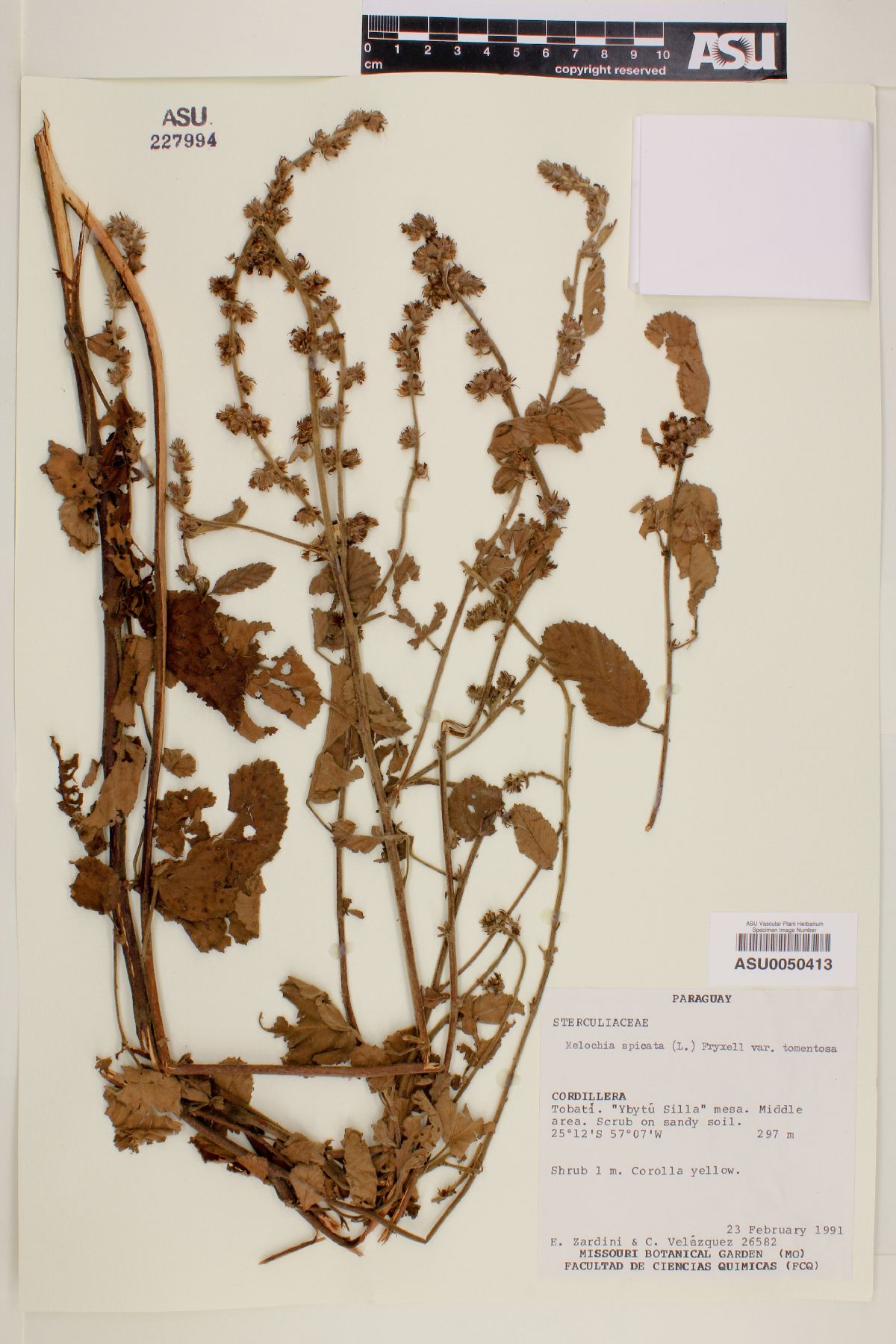 Melochia spicata var. tomentosa image