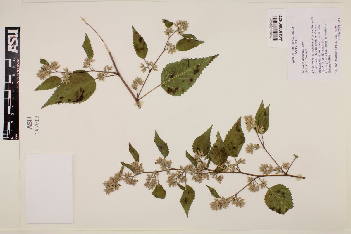 Waltheria acuminata image