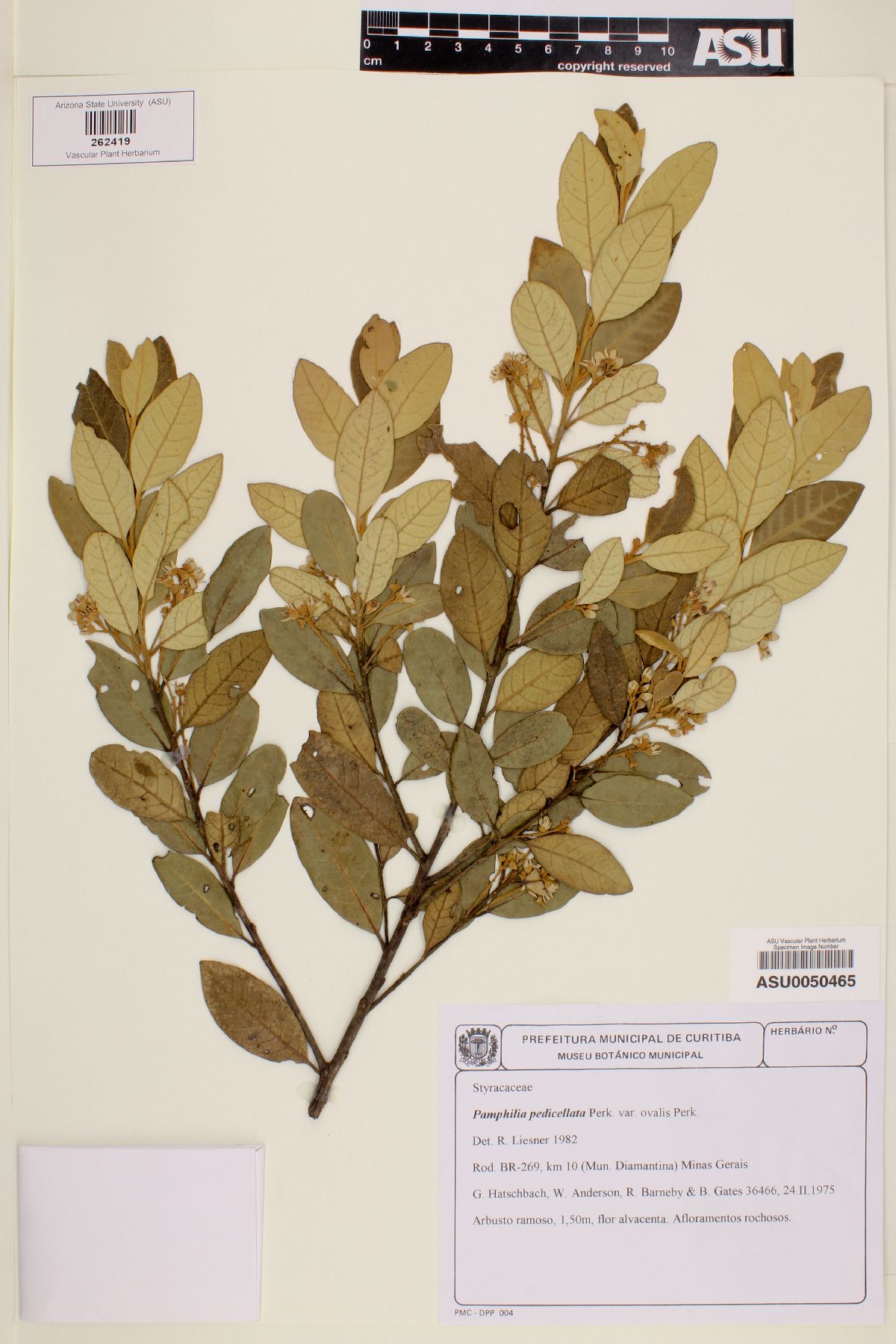 Styrax pedicellatus image