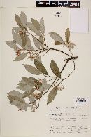 Styrax leprosus image