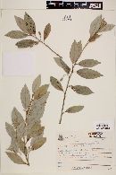 Styrax leprosus image