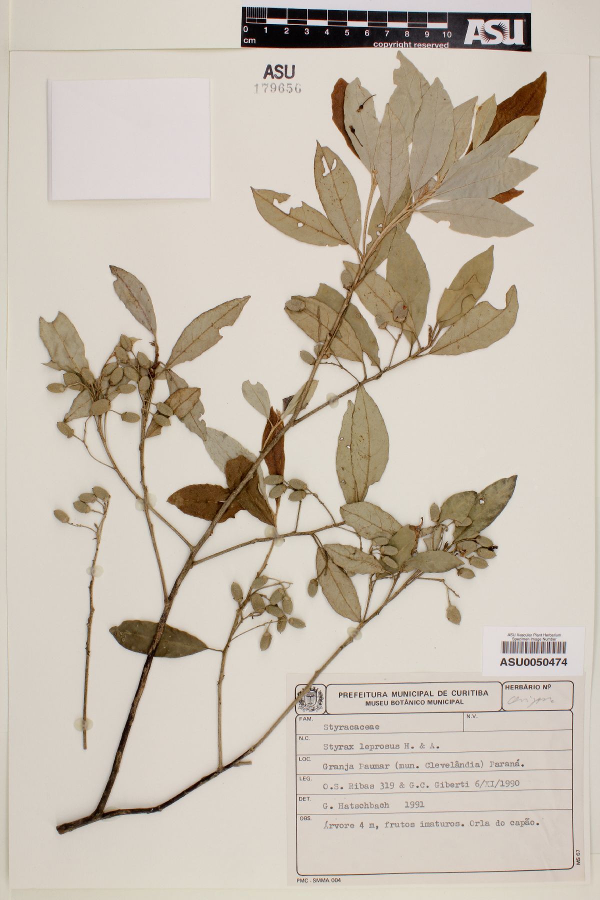 Styrax leprosus image