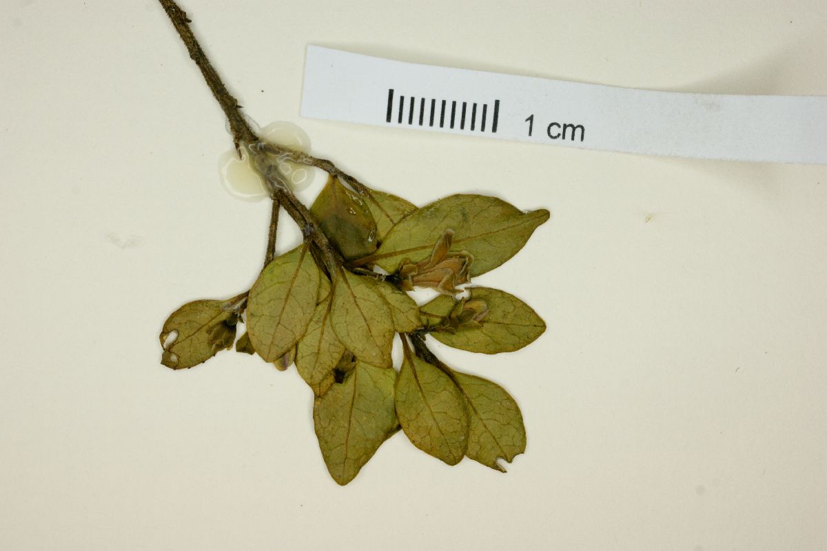 Symplocos austromexicana image
