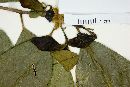 Symplocos berteroi image