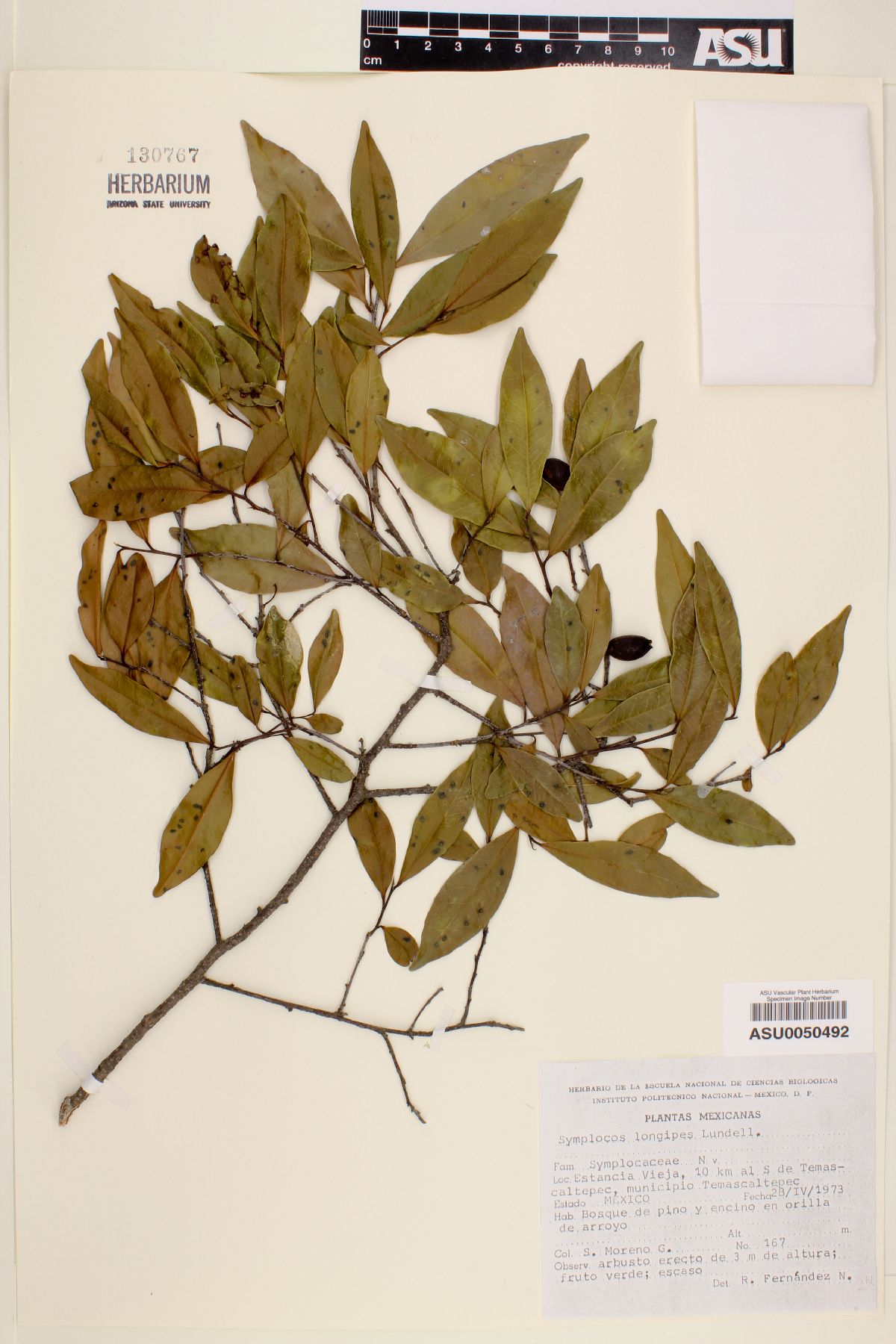 Symplocos longipes image