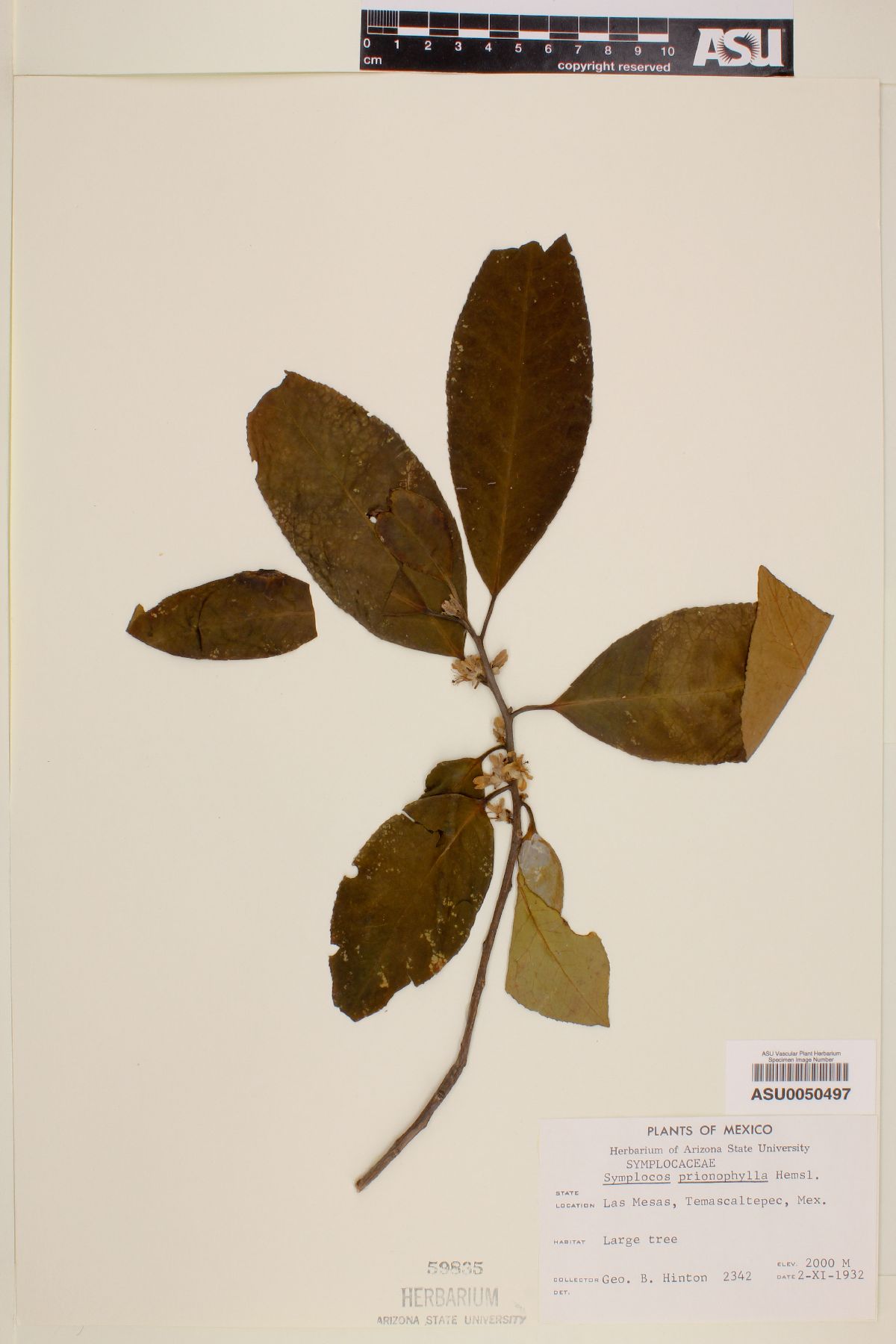 Symplocos prionophylla image