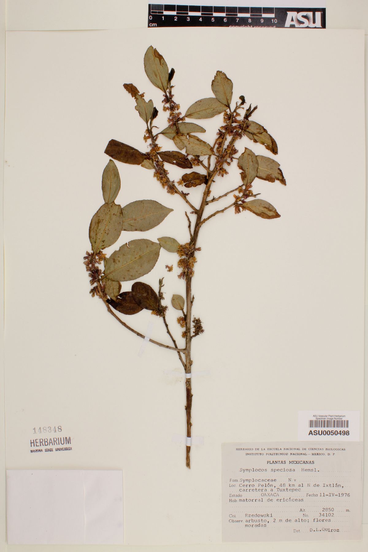 Symplocos speciosa image