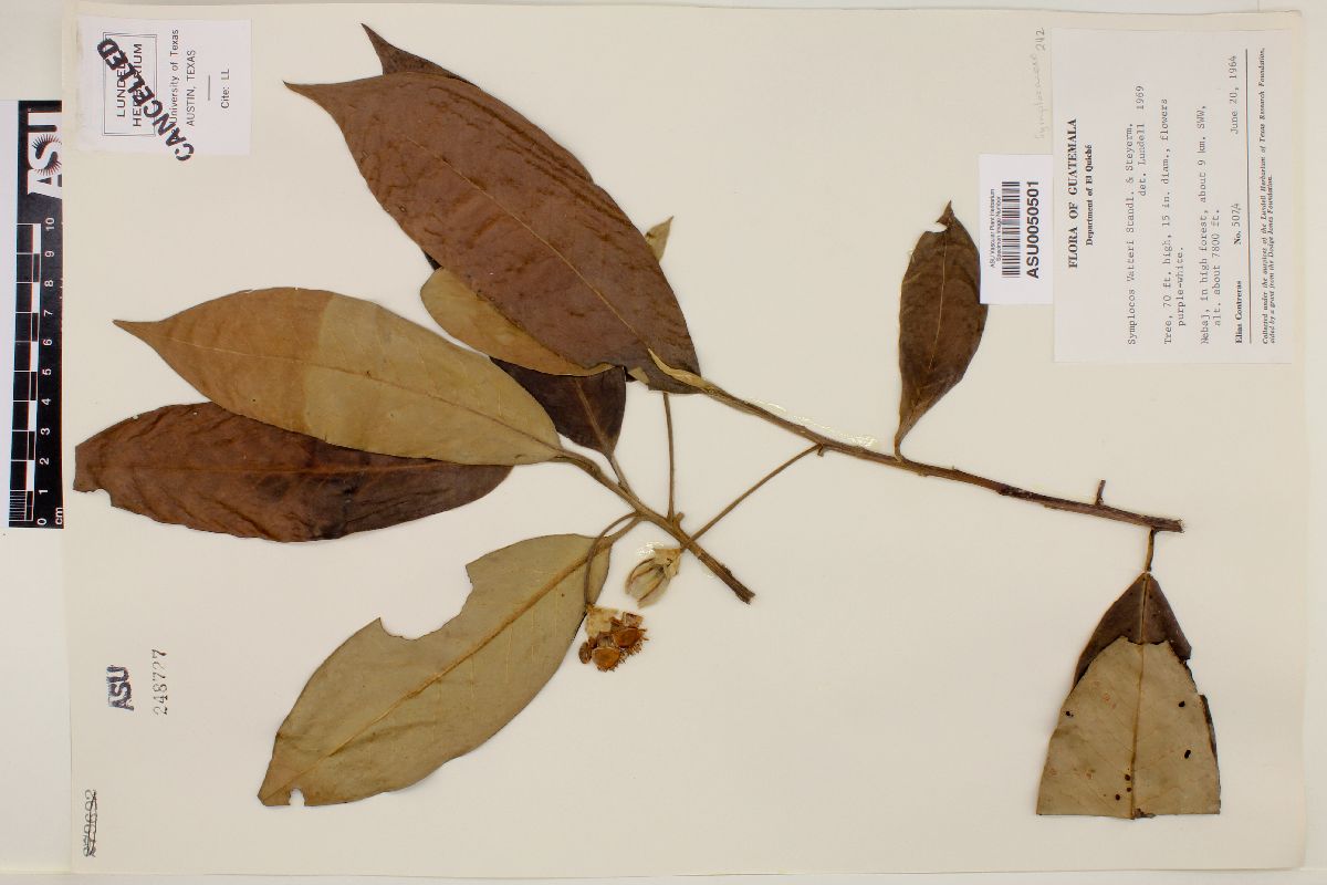 Symplocos vatteri image