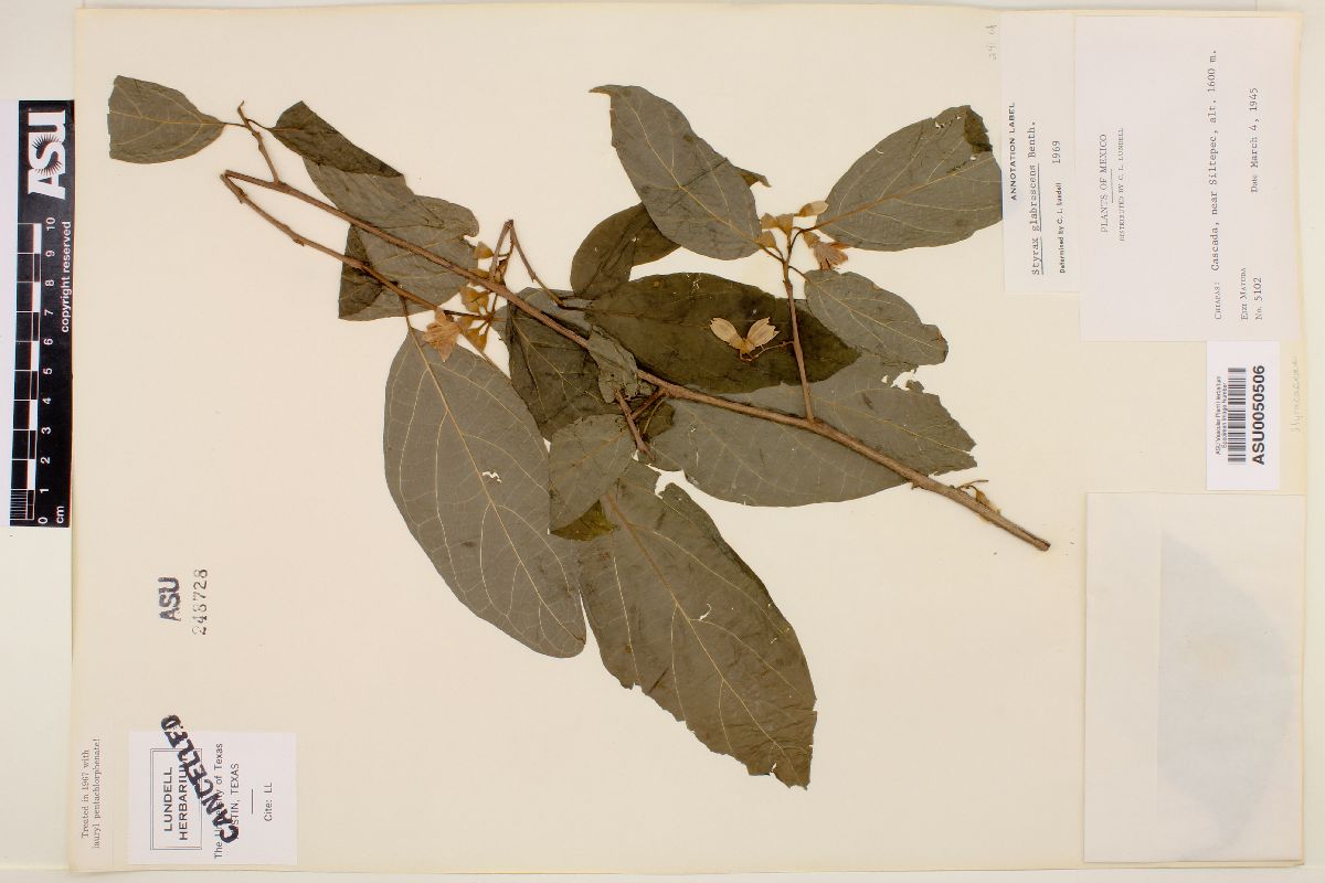 Styrax glabrescens image