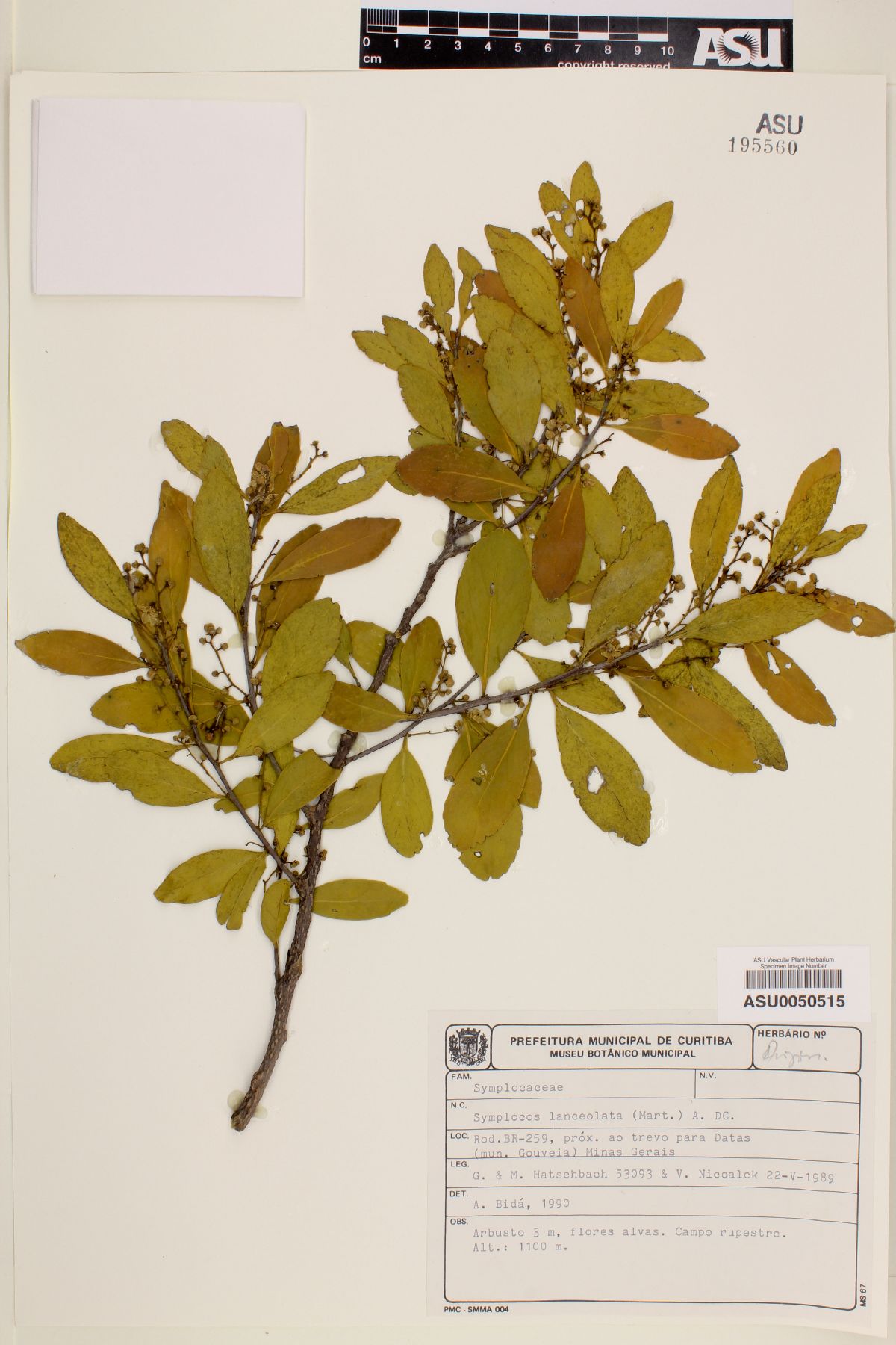 Symplocos lanceolata image