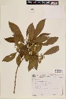 Symplocos laxiflora image