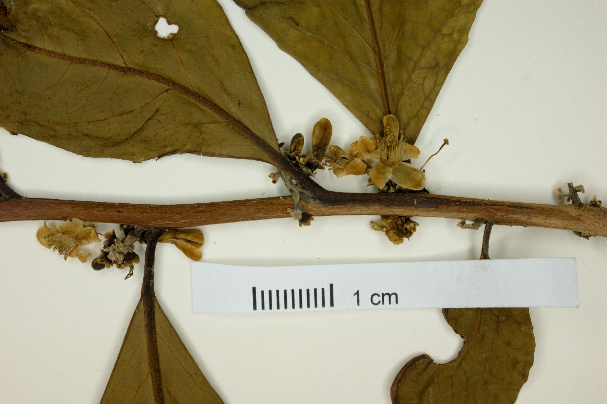 Symplocos nitens image