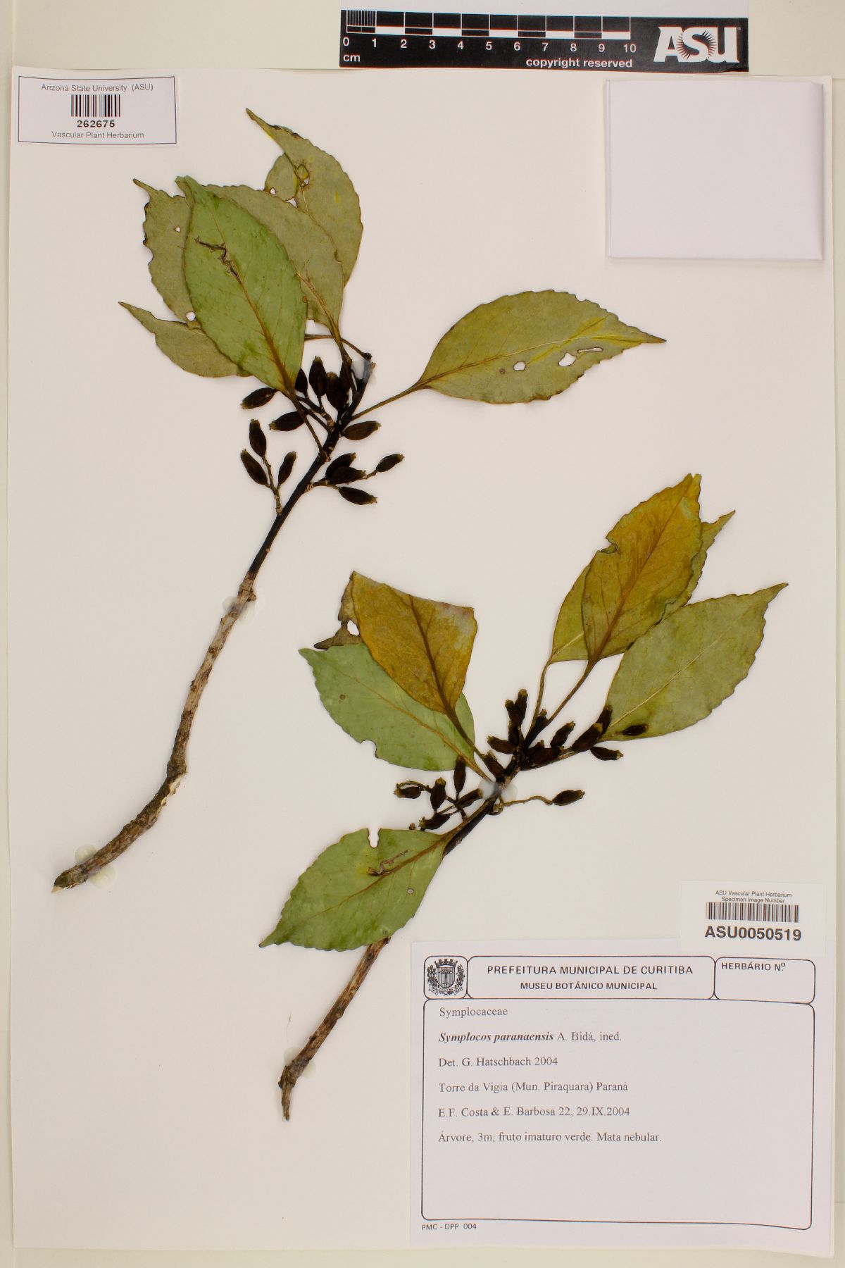 Symplocos guianensis image