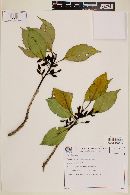 Symplocos guianensis image